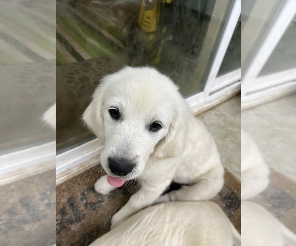 Medium Photo #4 Golden Retriever Puppy For Sale in WILTON, CA, USA