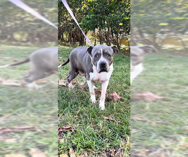 Medium Photo #12 Staffordshire Bull Terrier Puppy For Sale in Weston, FL, USA