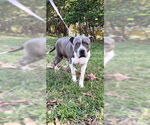 Small #11 Staffordshire Bull Terrier