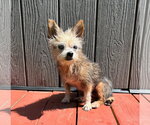 Small #1 Mutt