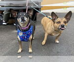 Small #3 American Rat Pinscher