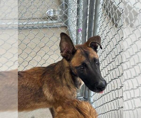 Medium Photo #1 Mutt Puppy For Sale in Bakersfield, CA, USA