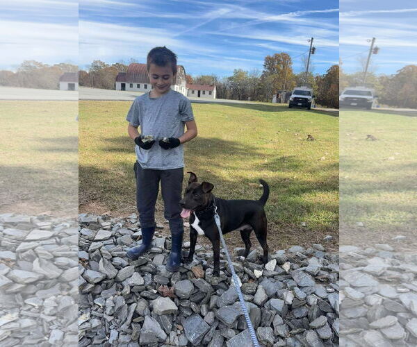 Medium Photo #6 Beagle-Unknown Mix Puppy For Sale in Rustburg, VA, USA