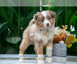 Puppy Kimbery Miniature Australian Shepherd