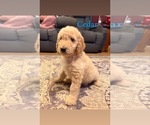 Small Photo #8 Goldendoodle Puppy For Sale in DENVER, NC, USA