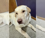 Small #2 Labrador Retriever