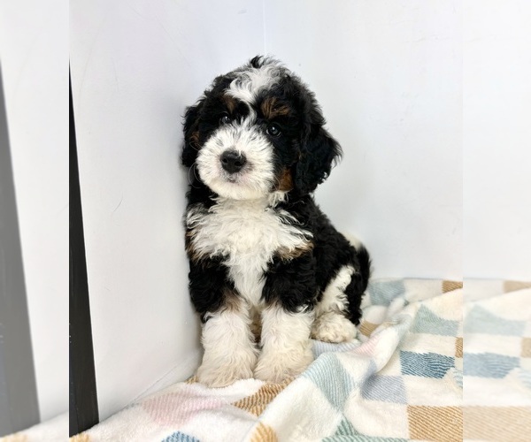 Medium Photo #3 Miniature Bernedoodle Puppy For Sale in FRANKLIN, IN, USA