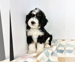 Small #2 Miniature Bernedoodle