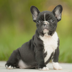 French Bulldog Puppy for sale in FORT PIERCE, FL, USA