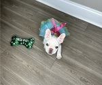 Small #1 French Bulldog
