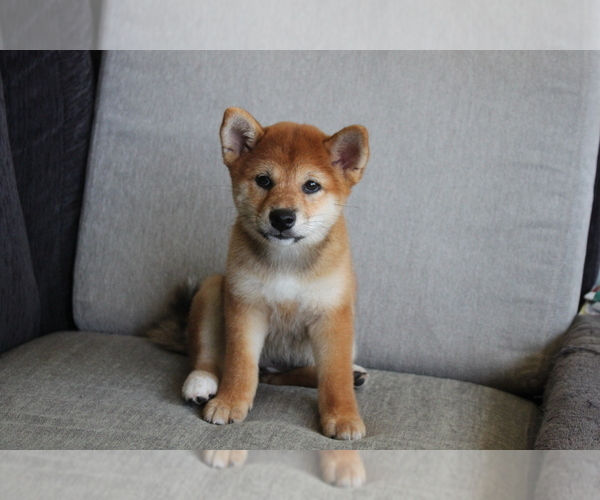 Medium Photo #6 Shiba Inu Puppy For Sale in SEATTLE, WA, USA