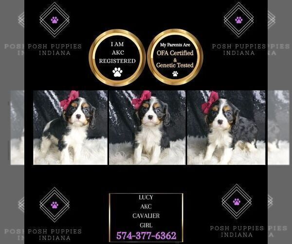 Medium Photo #3 Cavalier King Charles Spaniel Puppy For Sale in WARSAW, IN, USA