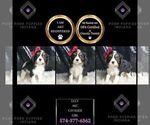 Small Photo #121 Cavalier King Charles Spaniel Puppy For Sale in WARSAW, IN, USA