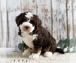 Small #4 Bernedoodle (Miniature)