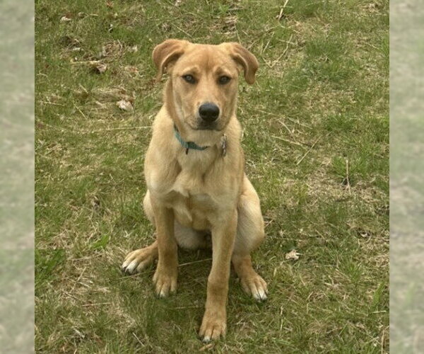 Medium Photo #4 Mountain Cur-Unknown Mix Puppy For Sale in Boston, MA, USA