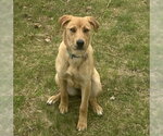 Small #3 Mountain Cur Mix