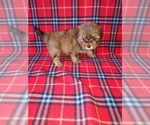 Small #5 Shorkie Tzu