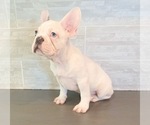Small Photo #2 French Bulldog Puppy For Sale in MOORESVILLE, NC, USA
