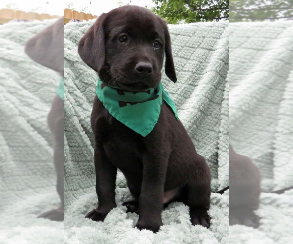 Medium Photo #2 Labrador Retriever Puppy For Sale in Grovertown, IN, USA