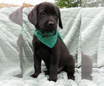 Small #1 Labrador Retriever