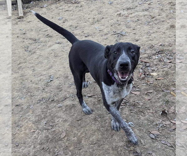 Medium Photo #4 Labrador Retriever-Unknown Mix Puppy For Sale in Munford, TN, USA