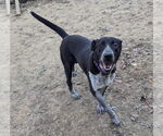 Small #3 Labrador Retriever Mix