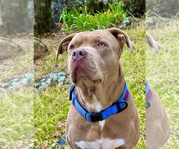 Medium Photo #1 American Staffordshire Terrier Puppy For Sale in Berkeley, CA, USA