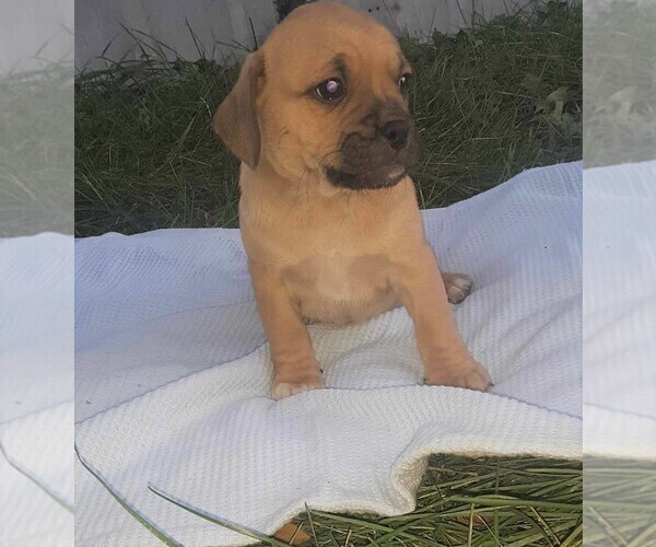 Medium Photo #3 Puggle Puppy For Sale in CLARE, IL, USA