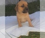 Small Photo #3 Puggle Puppy For Sale in CLARE, IL, USA