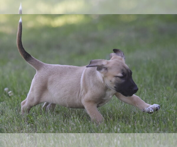 Medium Photo #2 Golden Retriever-Unknown Mix Puppy For Sale in Mechanicsburg, PA, USA