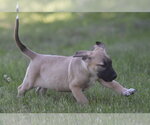 Small #1 Golden Retriever Mix