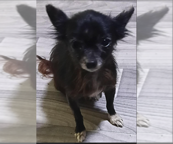 Medium Photo #2 Chihuahua-Unknown Mix Puppy For Sale in Cranston, RI, USA