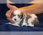 Small #11 Poodle (Toy)