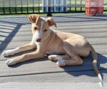 Small #3 Labrador Retriever Mix