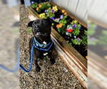 Small #8 Rottweiler-American Pit Bull Terrier