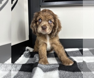 Cocker Spaniel Puppy for sale in FRANKLIN, IN, USA