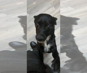 Rat-Cha Dogs for adoption in MIDWAY, UT, USA