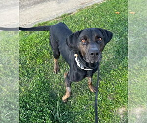 Walter - Male Labrottie Dog for Adoption - Photo #6