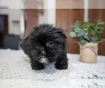 Small Photo #9 Shorkie Tzu Puppy For Sale in BERNE, IN, USA
