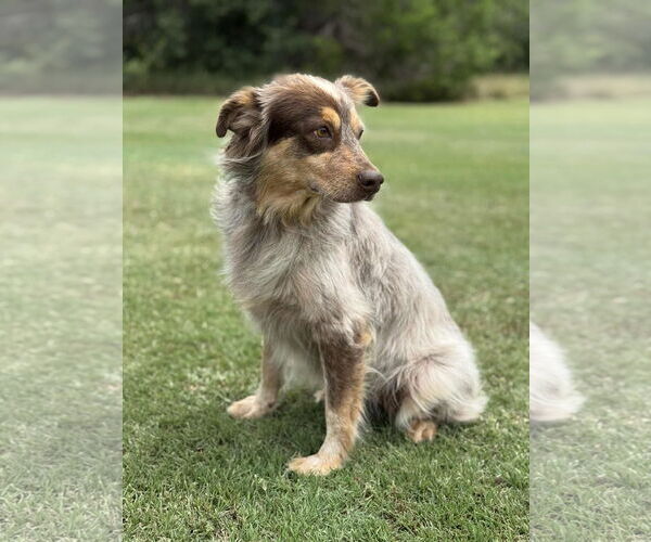 Medium Photo #6 Mutt Puppy For Sale in PIPE CREEK, TX, USA