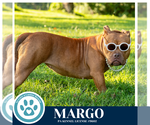 Small #8 Bulldog Mix