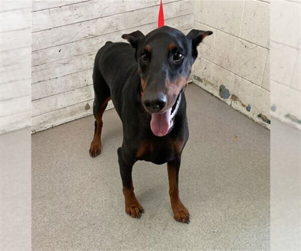 Medium Photo #1 Doberman Pinscher Puppy For Sale in San Bernardino, CA, USA