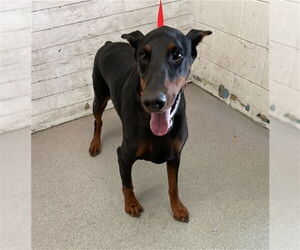Doberman Pinscher Dogs for adoption in San Bernardino, CA, USA