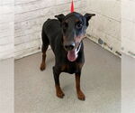 Small Doberman Pinscher