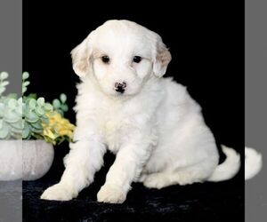 Goldendoodle (Miniature) Puppy for sale in PARADISE, PA, USA