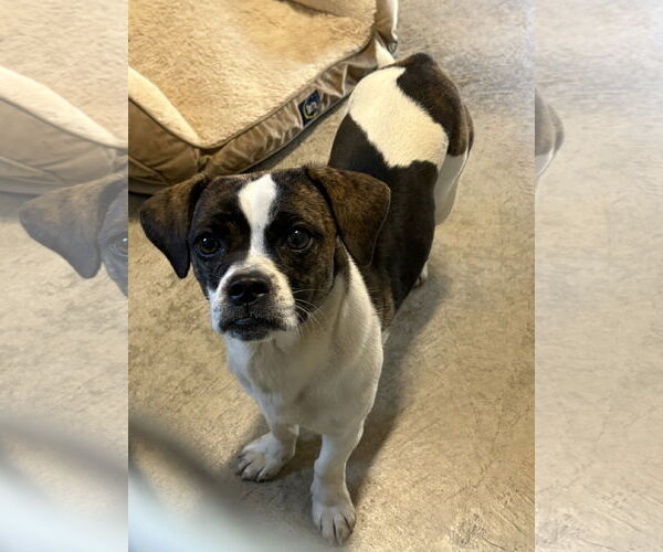 Medium Photo #2 Puggle Puppy For Sale in Sistersville, WV, USA