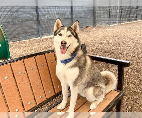 Medium Photo #2 Siberian Husky Puppy For Sale in Orange, CA, USA