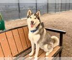 Small #1 Siberian Husky