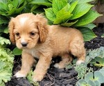 Puppy Puppy 4 PANSY Cocker Spaniel