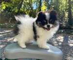 Puppy Scott Pomeranian